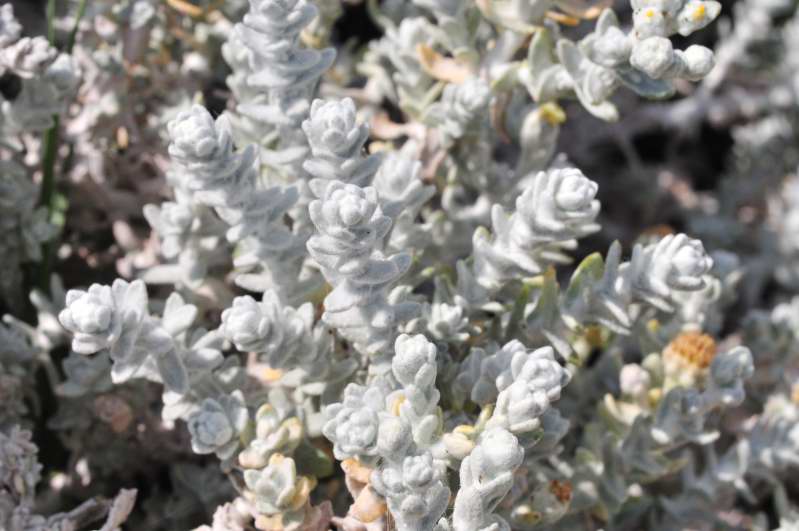 Achillea maritima / Santolina delle spiagge